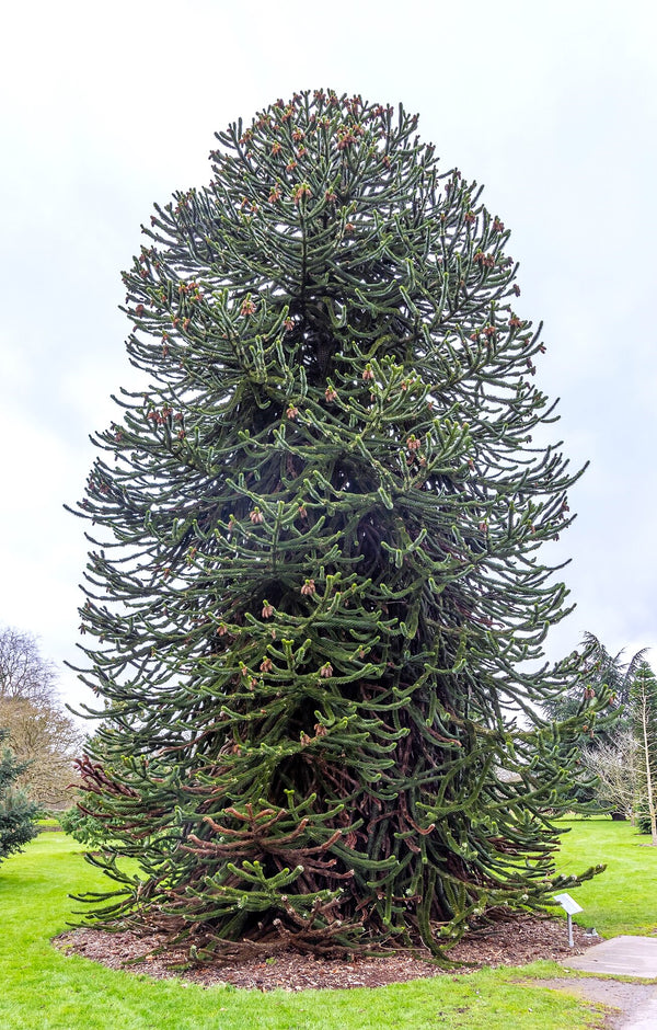Monkey Puzzle Tree Seeds - For 2026 Planting Pewen Chilean Pinonero ...