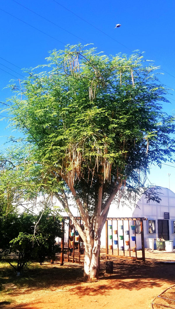 Moringa (Drumstrick Tree) Seeds - For 2026 Planting Moringa Oleifera