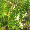 Moringa (Drumstrick Tree)