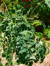 Moringa (Drumstrick Tree)