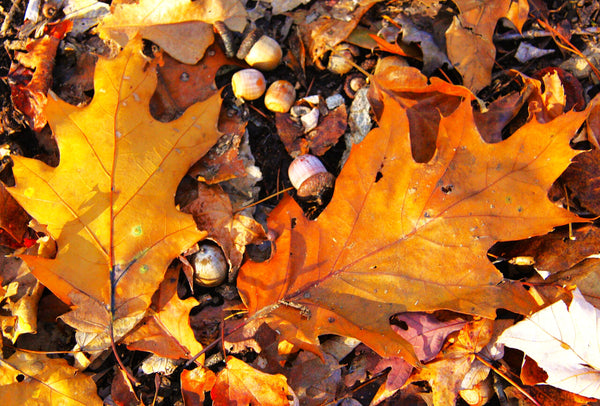 Red Oak Tree