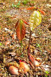 Red Oak Tree