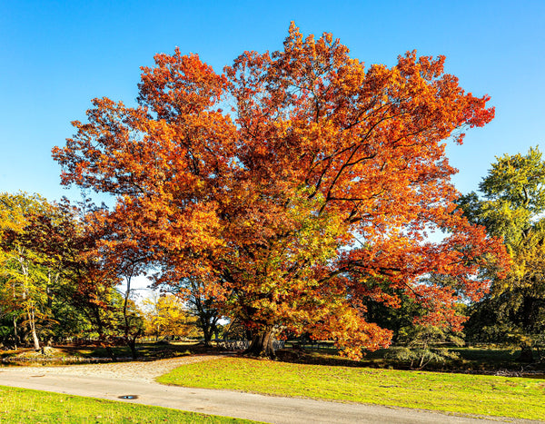 Red Oak Tree