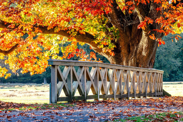 Red Oak Tree