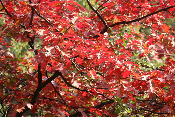 Red Oak Tree