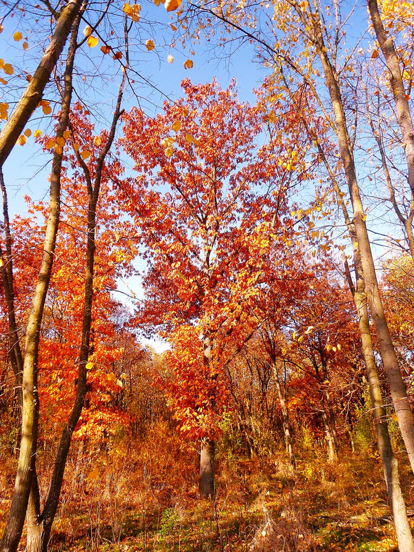 Red Oak Tree