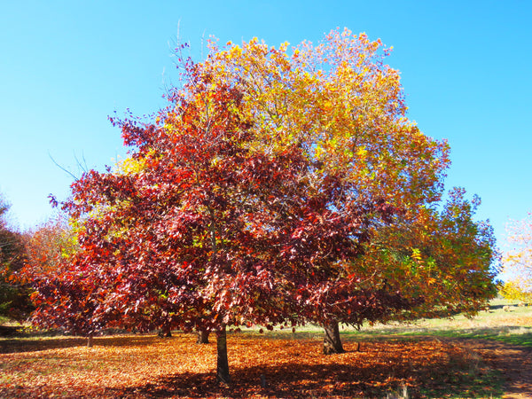 Red Oak Tree