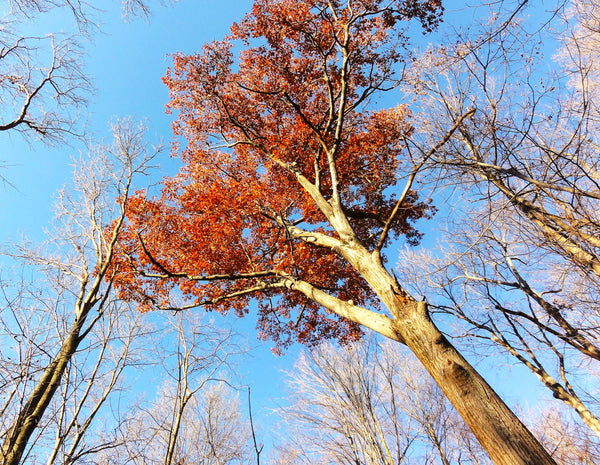 Red Oak Tree