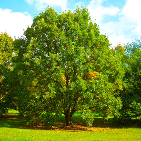 Swamp White Oak