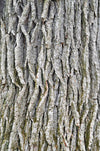 Swamp White Oak