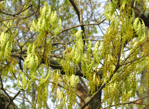 Swamp White Oak