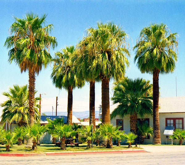 Giant California Palm Tree