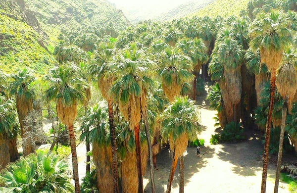 Giant California Palm Tree