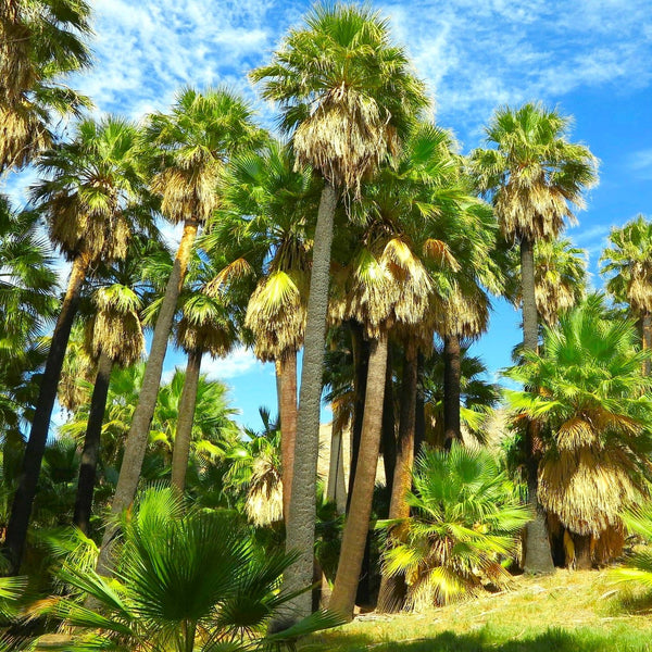 giant palm plant Giant California Palm Tree Seeds - For 2026 Planting Washingtonia