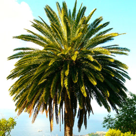 Canary Island Date Palm Tree