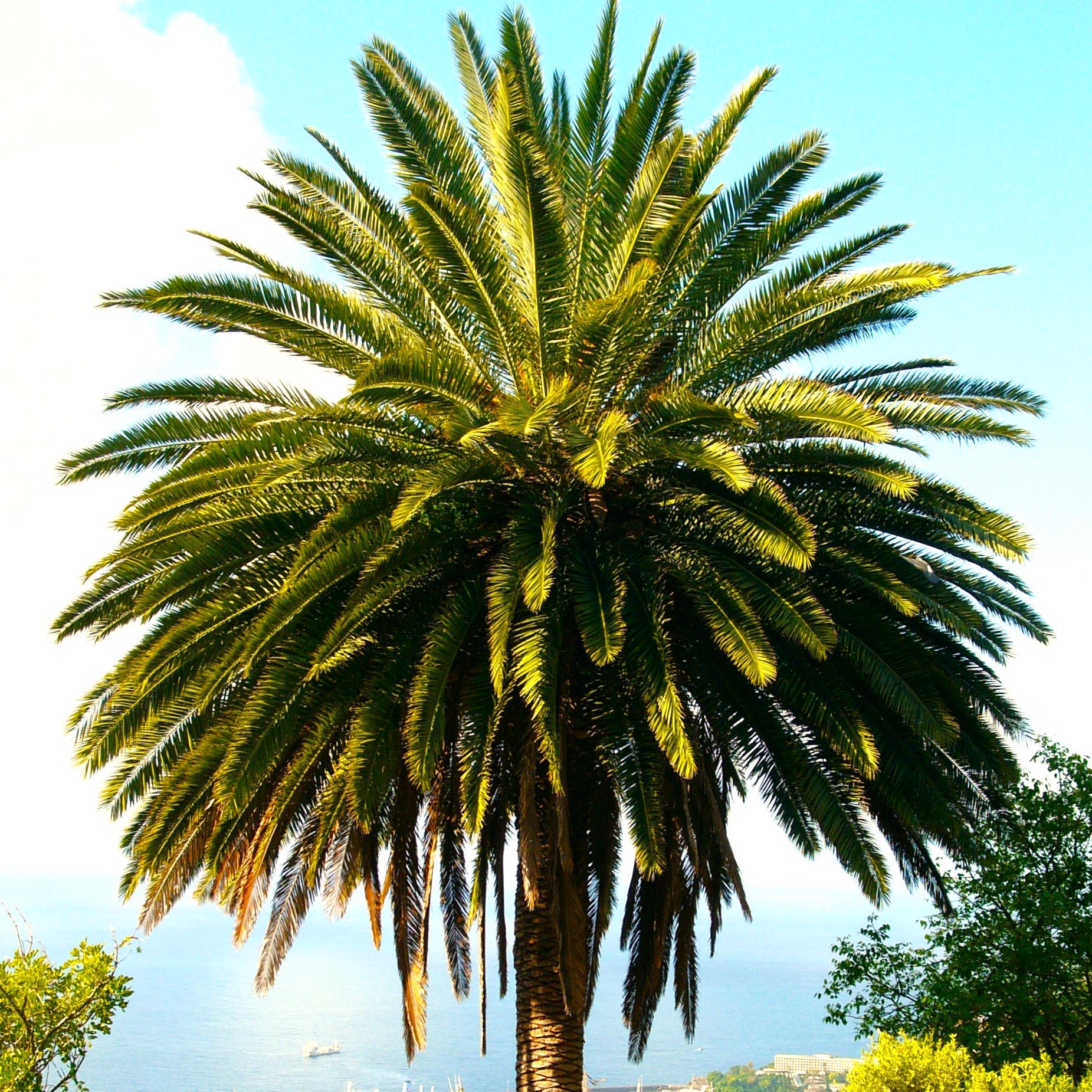 planting canary island date palm Canary Island Date Palm Tree Seeds - For 2026 Planting Phoenix