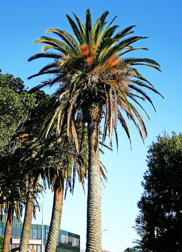 planting canary island date palm seeds Canary Island Date Palm Tree Seeds - For 2026 Planting Phoenix