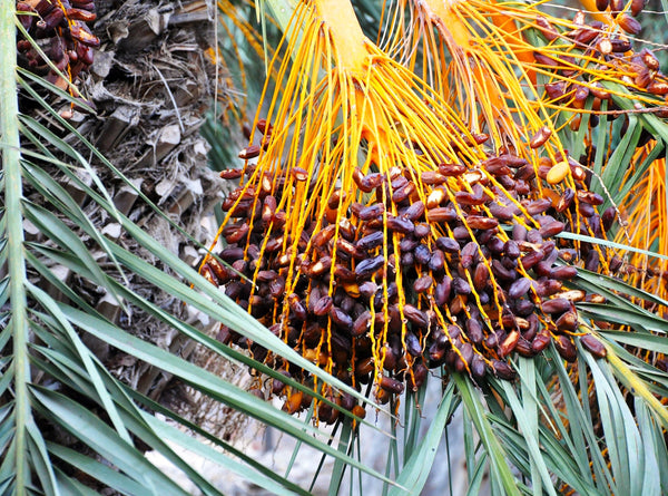 planting canary island date palm seeds Canary Island Date Palm Tree Seeds - For 2026 Planting Phoenix