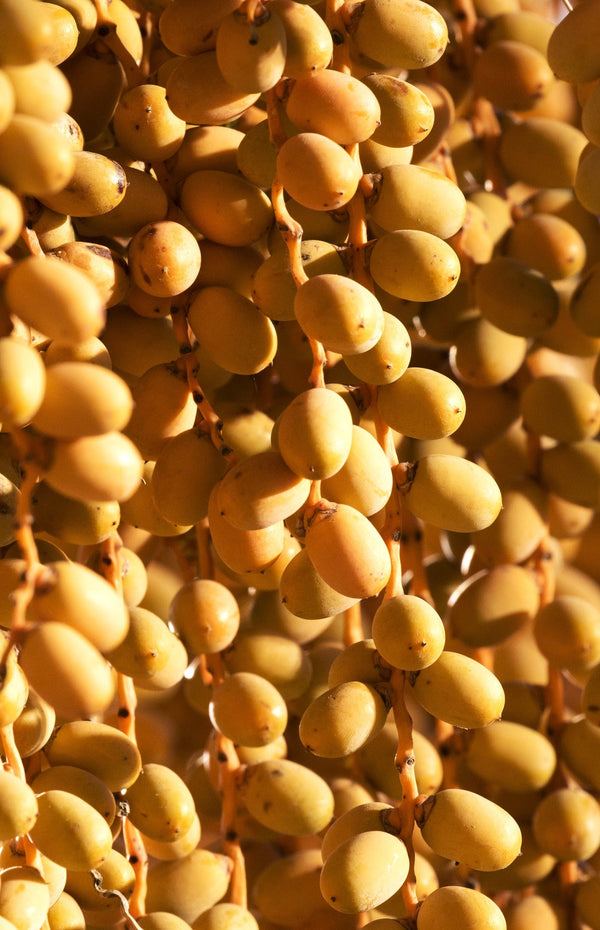 planting canary island date palm seeds Canary Island Date Palm Tree Seeds - For 2026 Planting Phoenix