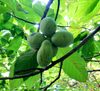 Paw Paw Tree