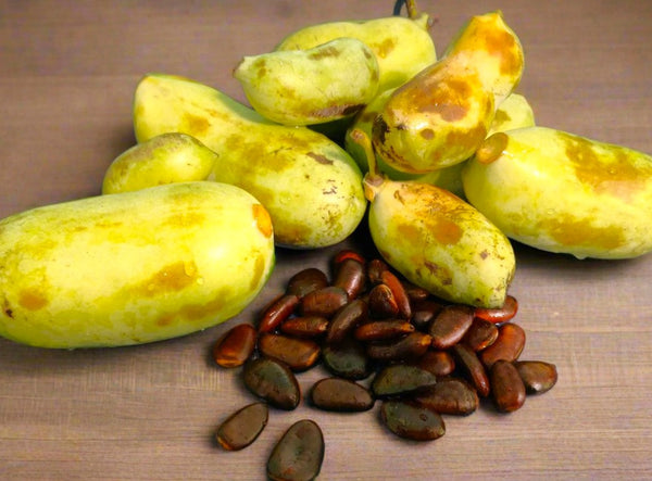Paw Paw Tree Seeds - For 2026 Planting Asimina Triloba North American