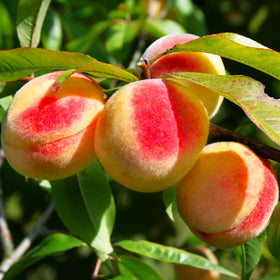 Nemaguard Peach Tree