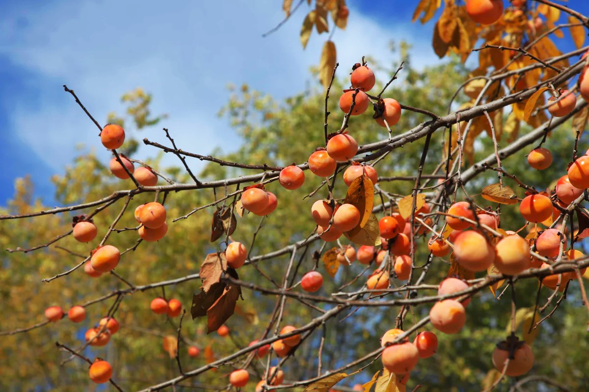 American Persimmon Tree Seeds Diospyros virginiana Common Eastern