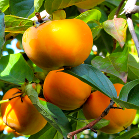 Japanese Persimmon Tree