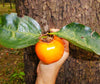 Japanese Persimmon Tree