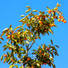 Japanese Persimmon Tree