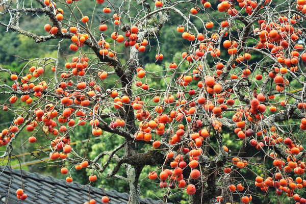 Japanese Persimmon Tree