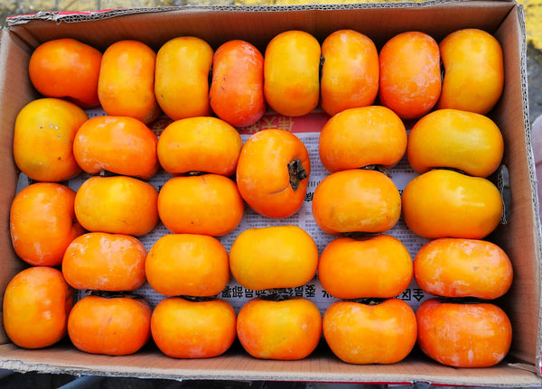 Japanese Persimmon Tree