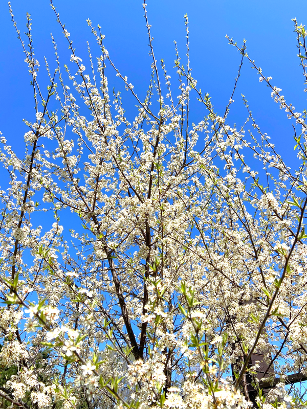 American Plum Tree