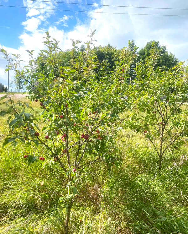 American Plum Tree