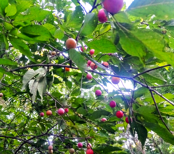 American Plum Tree