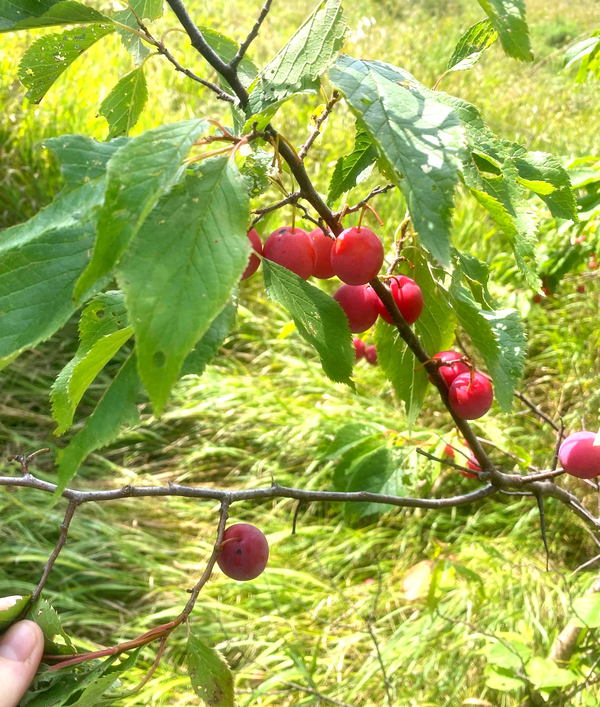 planting wild plum seeds American Plum Tree Seeds - For 2026 Planting Prunus Americana Wild