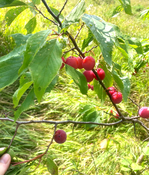 American Plum Tree