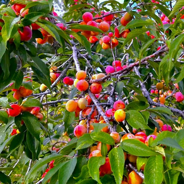 American Plum Tree