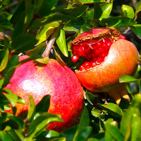 Pomegranate Tree