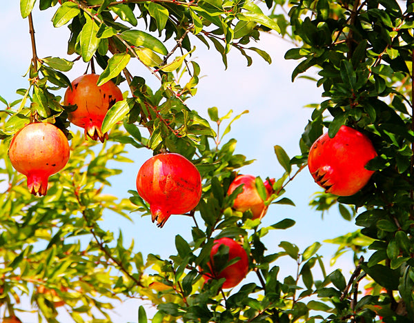 Pomegranate Tree