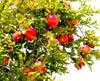 Pomegranate Tree