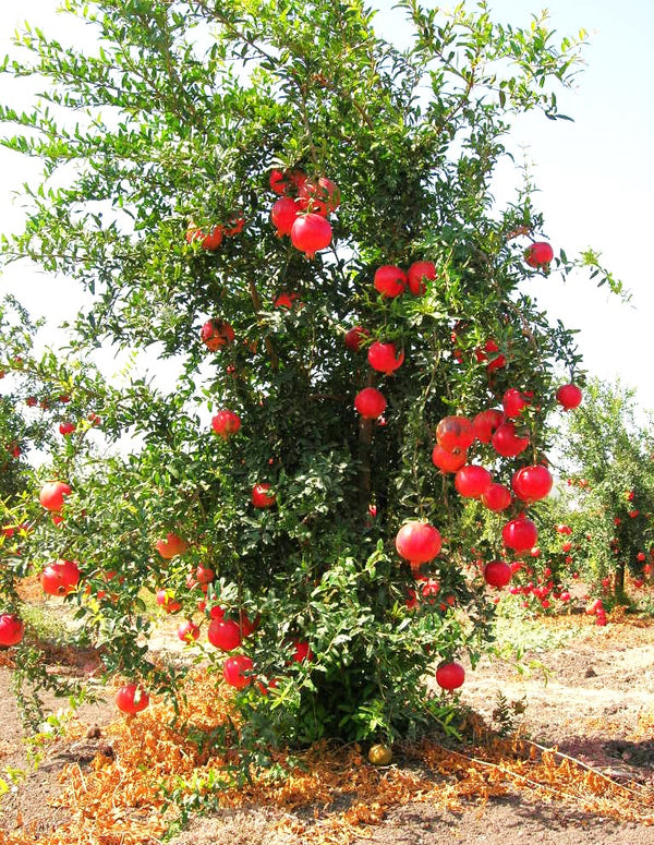 Pomegranate Tree