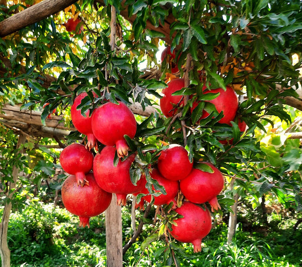 Pomegranate Tree