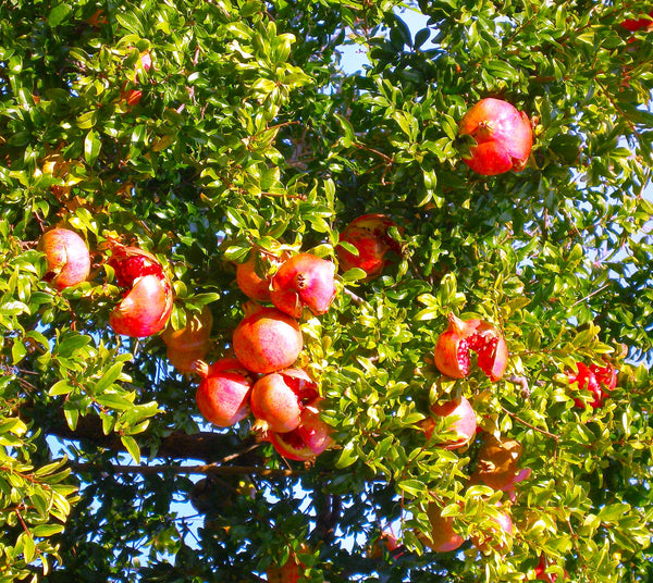 Pomegranate Tree