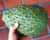 Soursop Tree