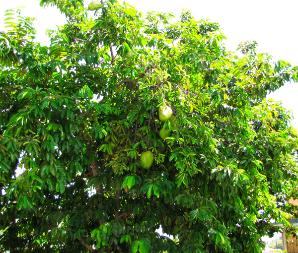 Soursop Tree