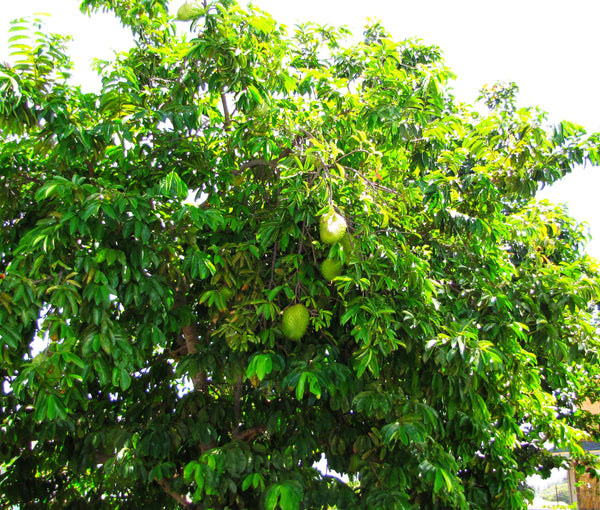 Soursop Tree Seeds - For 2026 Planting Graviola Guanabana Pignon