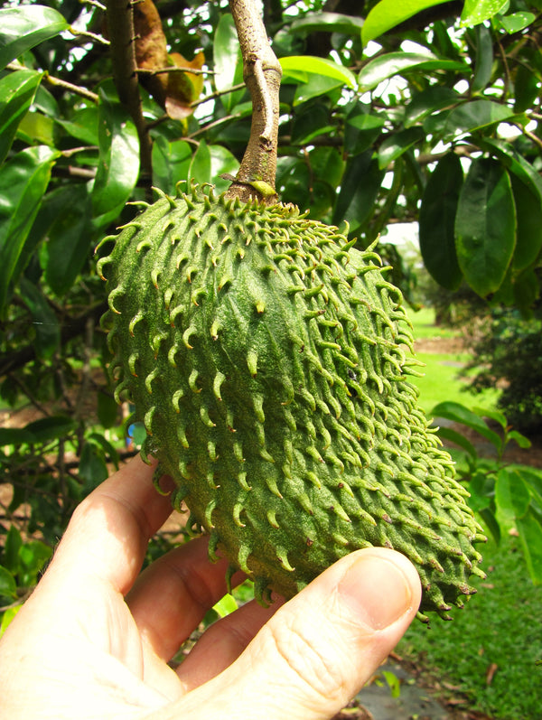 Soursop Tree