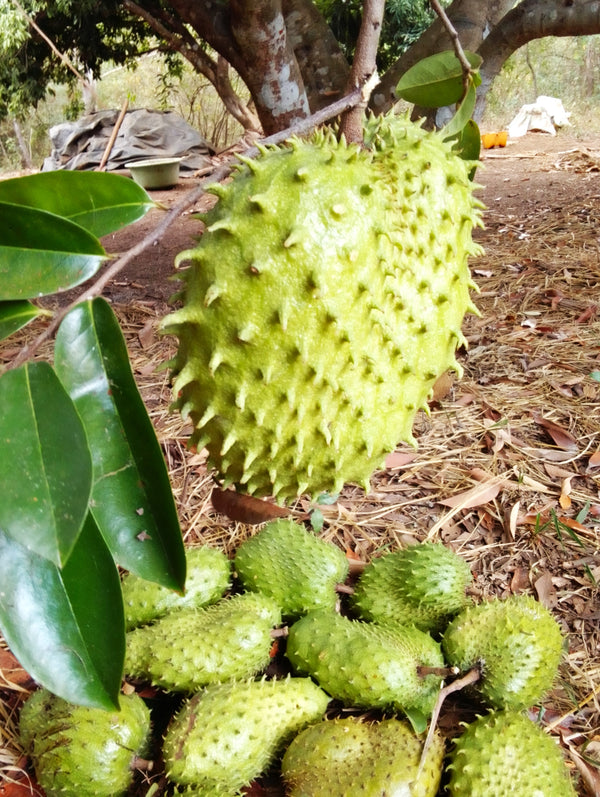 Soursop Tree