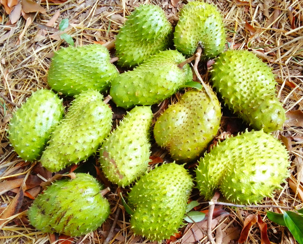 Soursop Tree